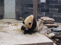 -中国大熊猫保护研究中心雅安碧峰峡基地