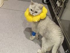 -美美宠物诊疗中心·异宠·骨科(滨江东信分院)