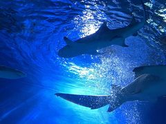 -泉城欧乐堡海洋极地世界