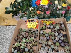 -桂林市花鸟市场