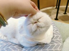 -CAT’S MEWSTAR CAFE·喵星球猫屋(晴湾咖啡店)