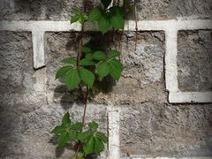 -云岫谷游猎自然风景区