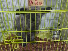 -科道动物医院·急重症中心(万达院)