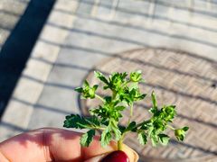 -三旗百汇商品城