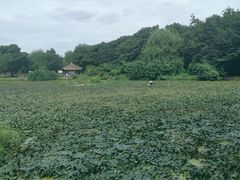 -广富林郊野公园