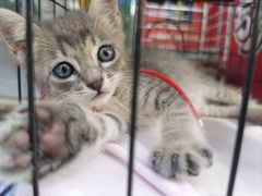 -双季花艺园艺市场(浦东店)