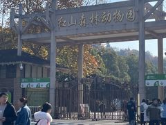 -鸡鸣汤包(红山动物园店)