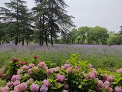 -上海滨江森林公园
