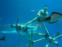 -烟台海昌鲸鲨海洋公园