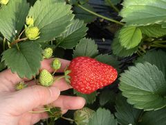 -昌平兴寿秀秀草莓采摘园