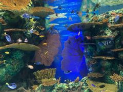 -上海海洋水族馆