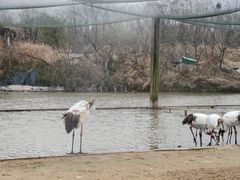 -盐城丹顶鹤湿地生态旅游区
