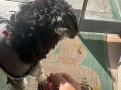 -瑞派·关忠动物医院·猫专科·犬专科(三环新城店)