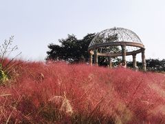 -大塘金香草谷