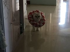 -关爱宠物医院·猫科中心·消化科(滨湖万达分院)