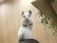 -藦茜花园宠物主题亲子互动体验馆(国顺东路店)