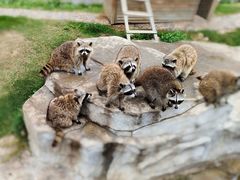 -灵玲国际马戏城