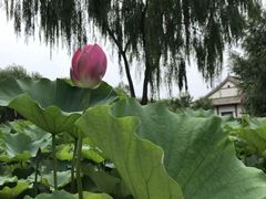 -白洋淀景区