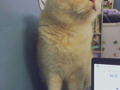 -喵的天空名猫咖啡馆·撸猫·猫舍·用品