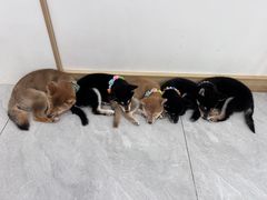 -柴犬小屋·柴餐厅·狗咖食堂(金鼎广场店)