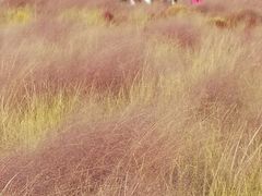 -映月湖中央公园