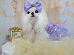 -萌宠之家·腊肠犬·马尔泰·小体犬舍