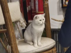 -平行世界·猫咖(首经贸店)
