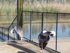 -盐城丹顶鹤湿地生态旅游区