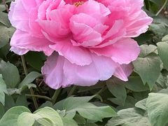 -洛阳市隋唐城遗址植物园