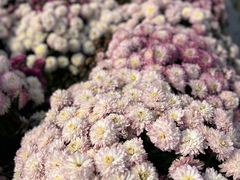 -中国天府农业博览园