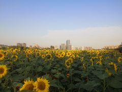 -映月湖中央公园