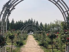 -杭州湾海上花田景区
