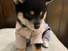 -逗柴咖啡屋·狗咖猫咖宠物桌游