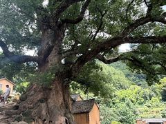 -杨家堂村