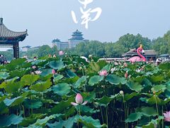 -莲花池公园