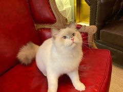 -猫大福·Fortune Cat猫舍(百子湾店)
