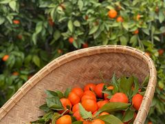 -前小桔亲子创意农场·草莓采摘·露营烧烤