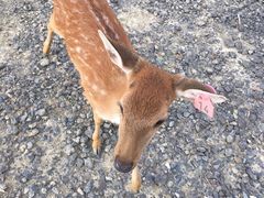 -鹿境梅花鹿生态园区