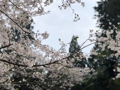 -武汉大学-樱园