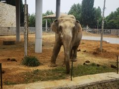 -石家庄市动物园