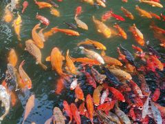 -千岛湖东南湖区