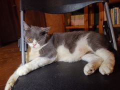 -猫猫幼稚园·撸猫·桌游·电玩