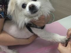 -北京观赏动物医院·24小时大型综合·猫专科·异宠专科