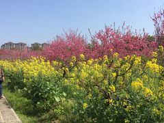 -南汇桃花村