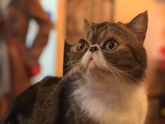 -李小姐の猫咖啡馆(五角场店)