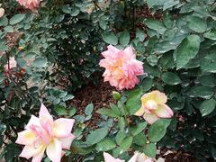 -人民公园(罗湖区)