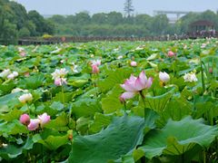 -荷塘月色湿地公园·向阳花洲