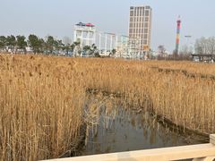 -鹦鹉洲湿地公园