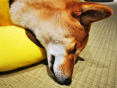 -逗柴咖啡屋·狗咖猫咖宠物桌游