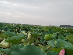 -微山湖湖畔好客居鱼馆渔家菜(微山湖风景区店)